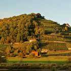 Weinberge bei Meißen I