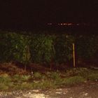 Weinberge bei Nacht