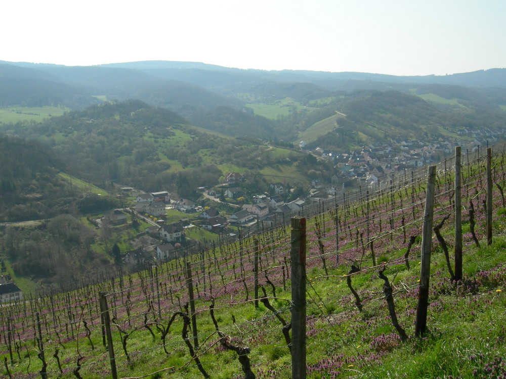 Weinberge bei Oberheimbach.