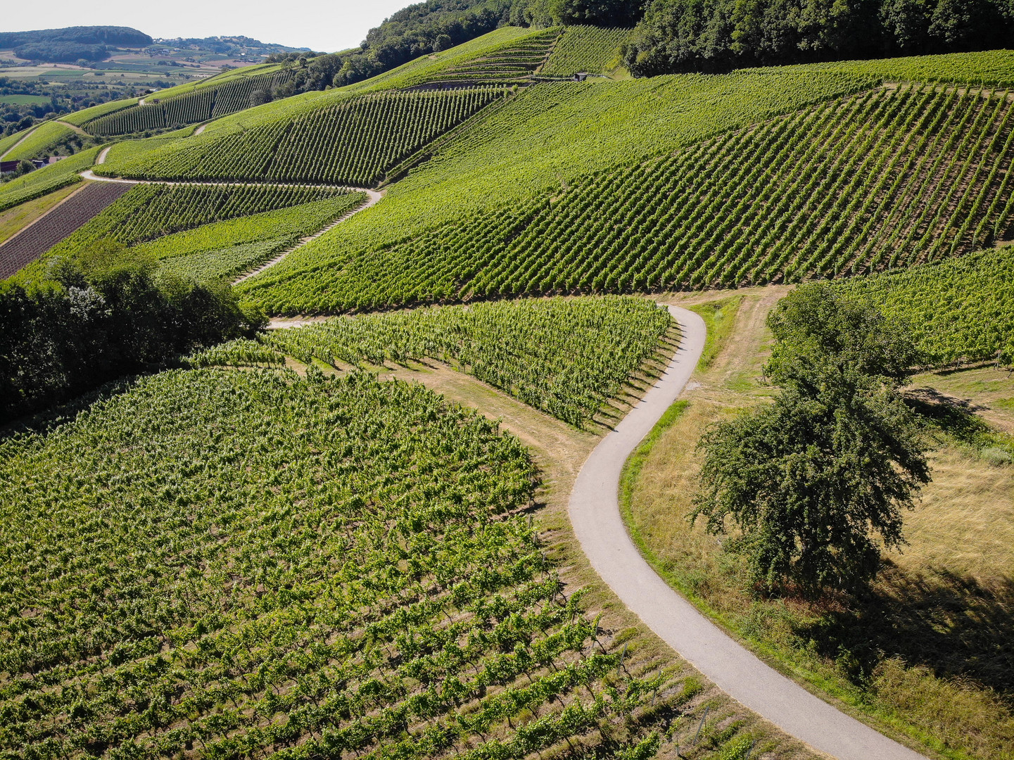 Weinberge bei Öhringen