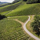 Weinberge bei Öhringen