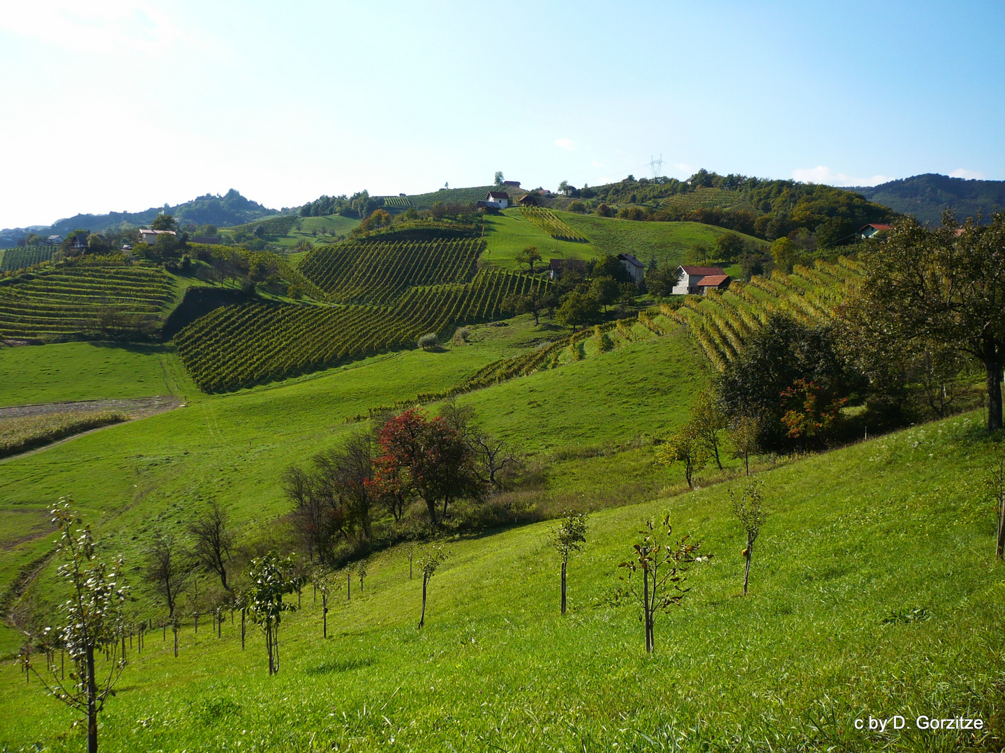 Weinberge bei  Podcètrtek !