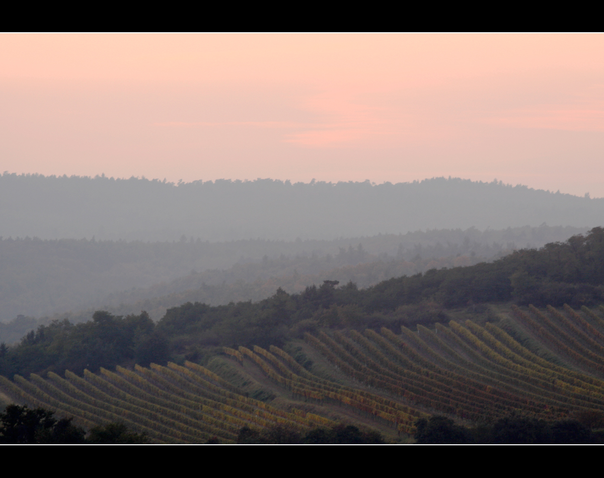 Weinberge bei Retz