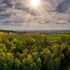 Weinberge bei Ringsheim in Baden 