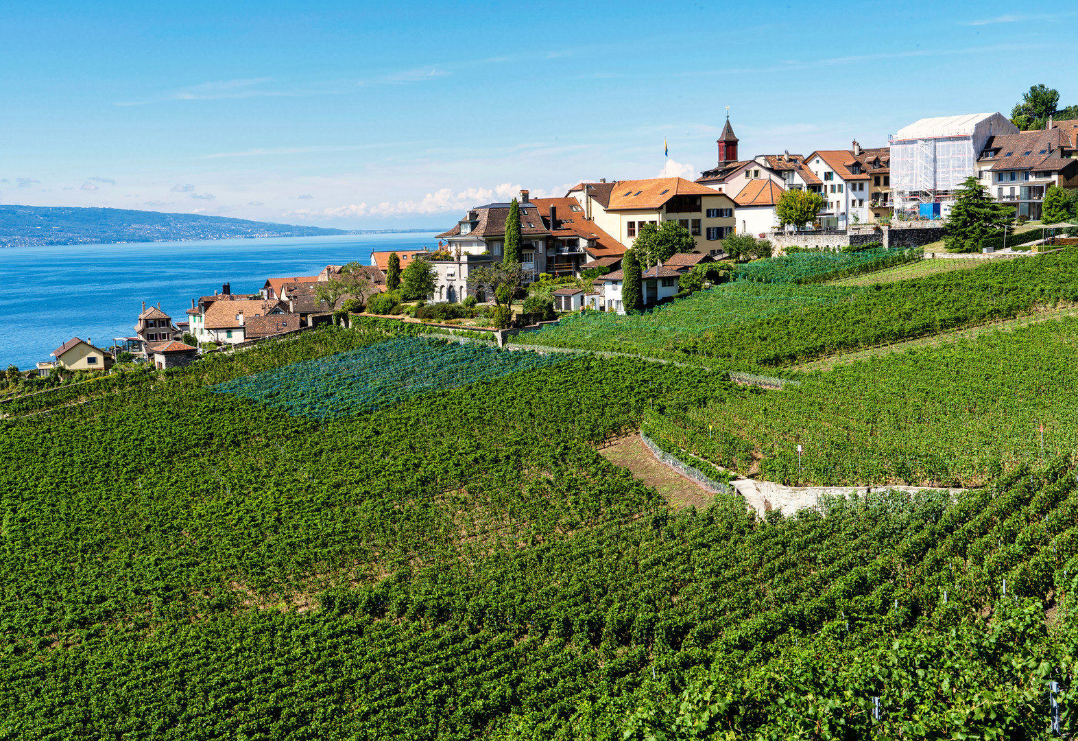 Weinberge bei Rivaz