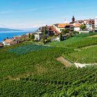 Weinberge bei Rivaz