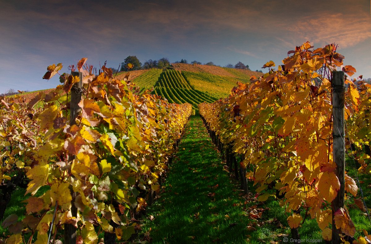 Weinberge bei Rotenberg (Stuttgart)