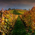 Weinberge bei Rotenberg (Stuttgart)