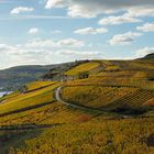 Weinberge bei Rüdesheim