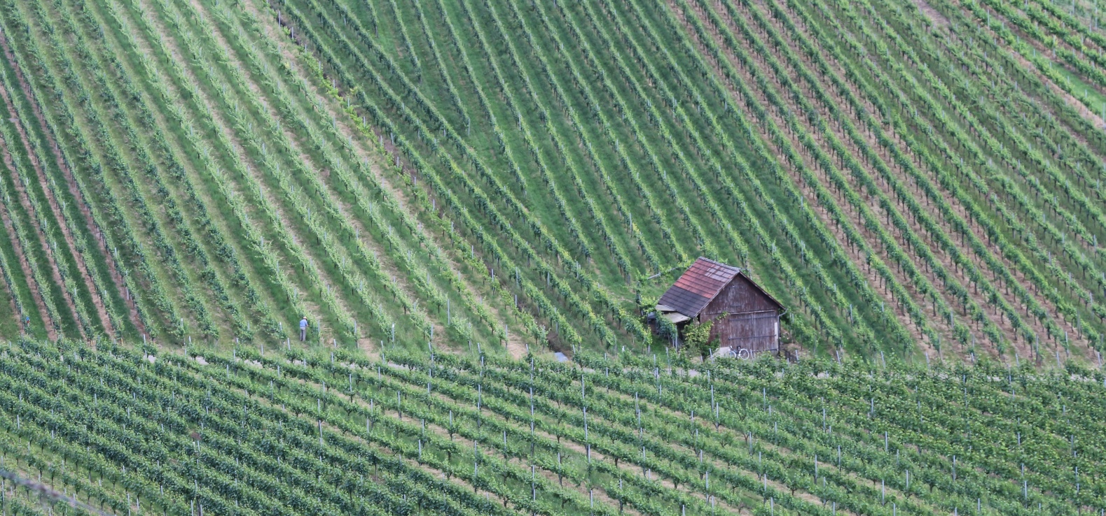 Weinberge bei Schnait