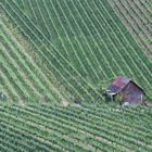 Weinberge bei Schnait