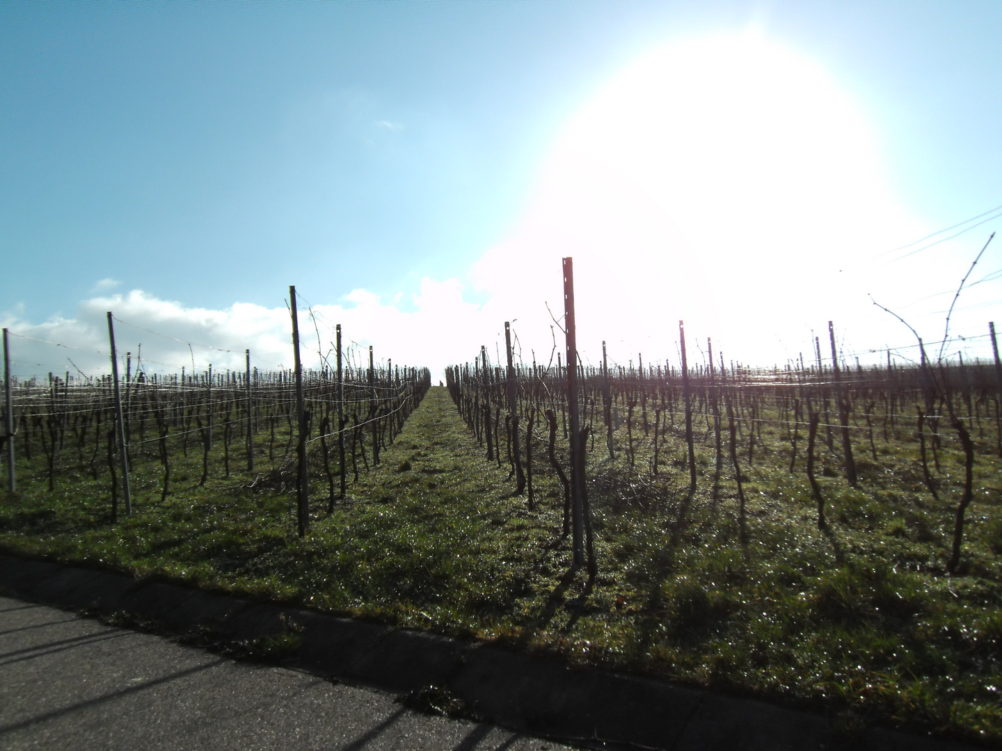 Weinberge bei Sonnenschein