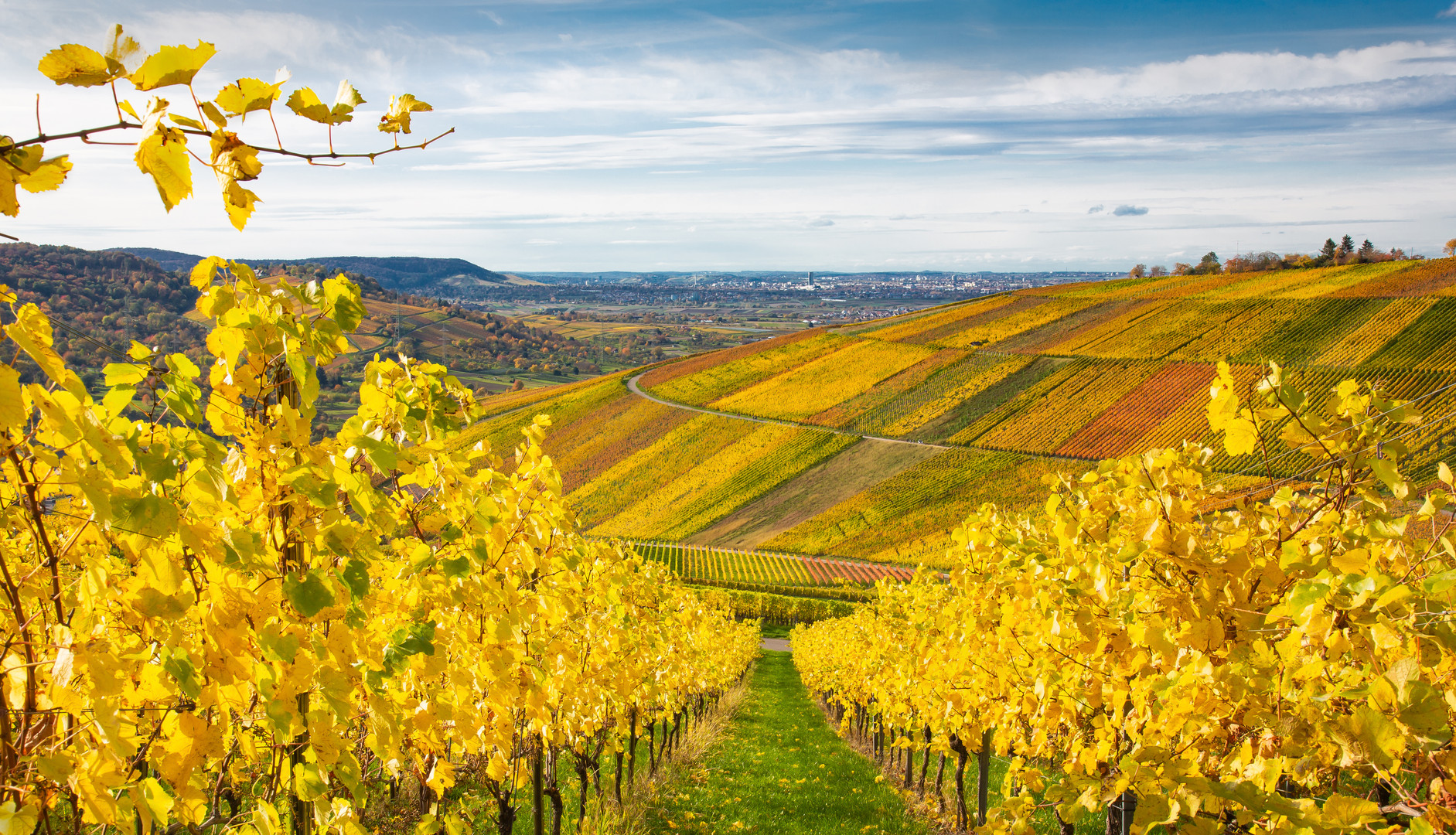 Weinberge bei Stuttgart