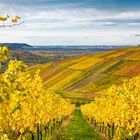 Weinberge bei Stuttgart