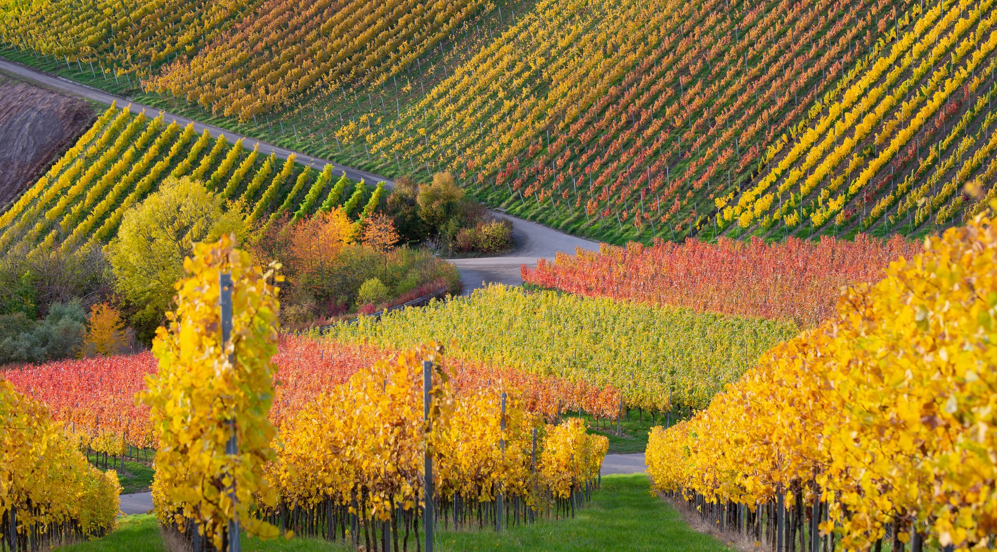 Weinberge bei Stuttgart