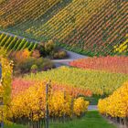 Weinberge bei Stuttgart