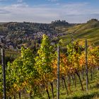 Weinberge bei Uhlbach