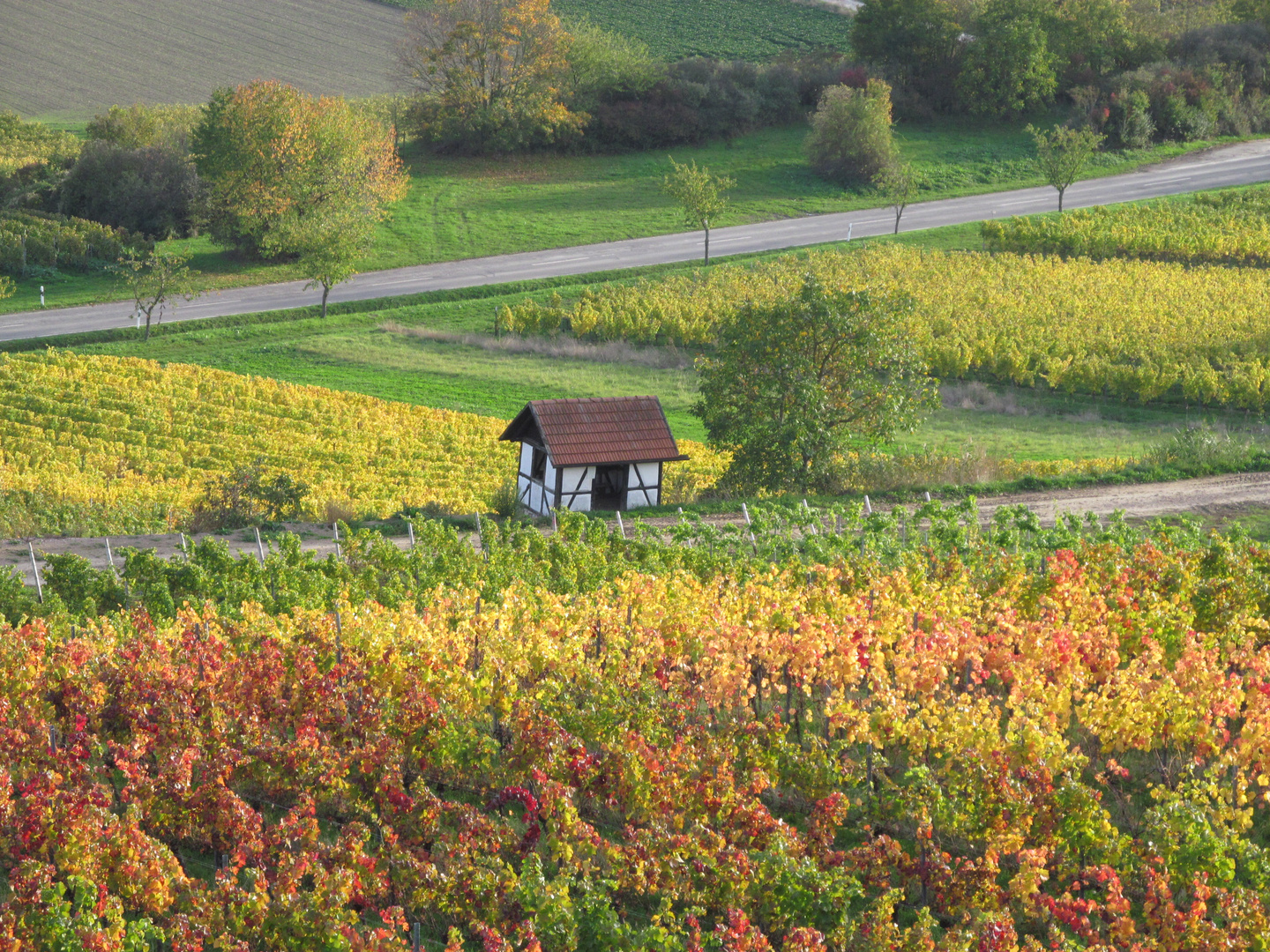 Weinberge bei Vendersheim/Rheinhessen