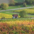 Weinberge bei Vendersheim/Rheinhessen