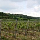 Weinberge bei Worms