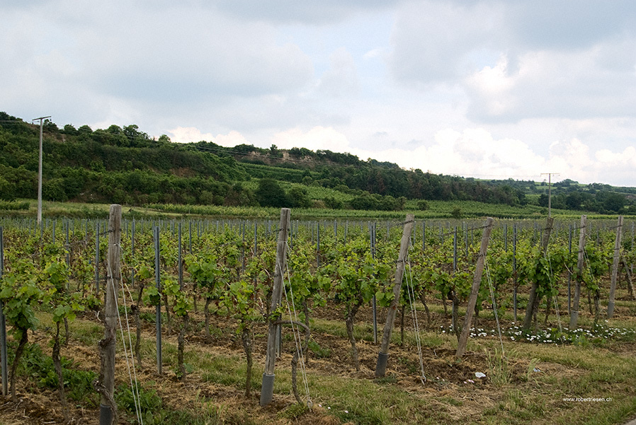 Weinberge bei Worms