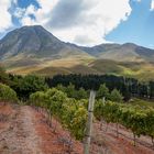 Weinberge beim Ataraxia Wine Estate, Hemel en Aarde Valley