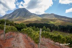 Weinberge beim Ataraxia Wine Estate, Hemel en Aarde Valley