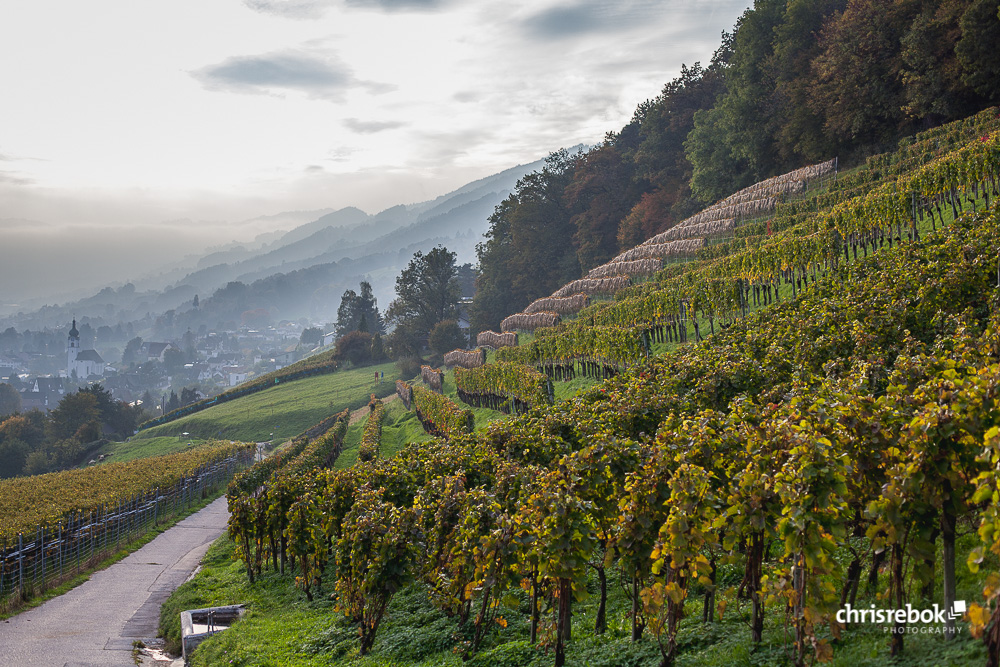 Weinberge beim Weingut Schmidheiny in Heerbrugg