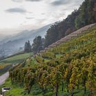 Weinberge beim Weingut Schmidheiny in Heerbrugg