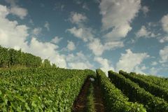 Weinberge Bienenbuckel Oberachern