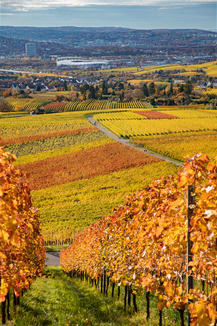 Weinberge bis nach Stuttgart hinein