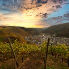 Weinberge by Tony