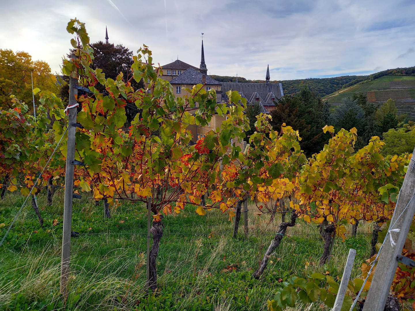 Weinberge