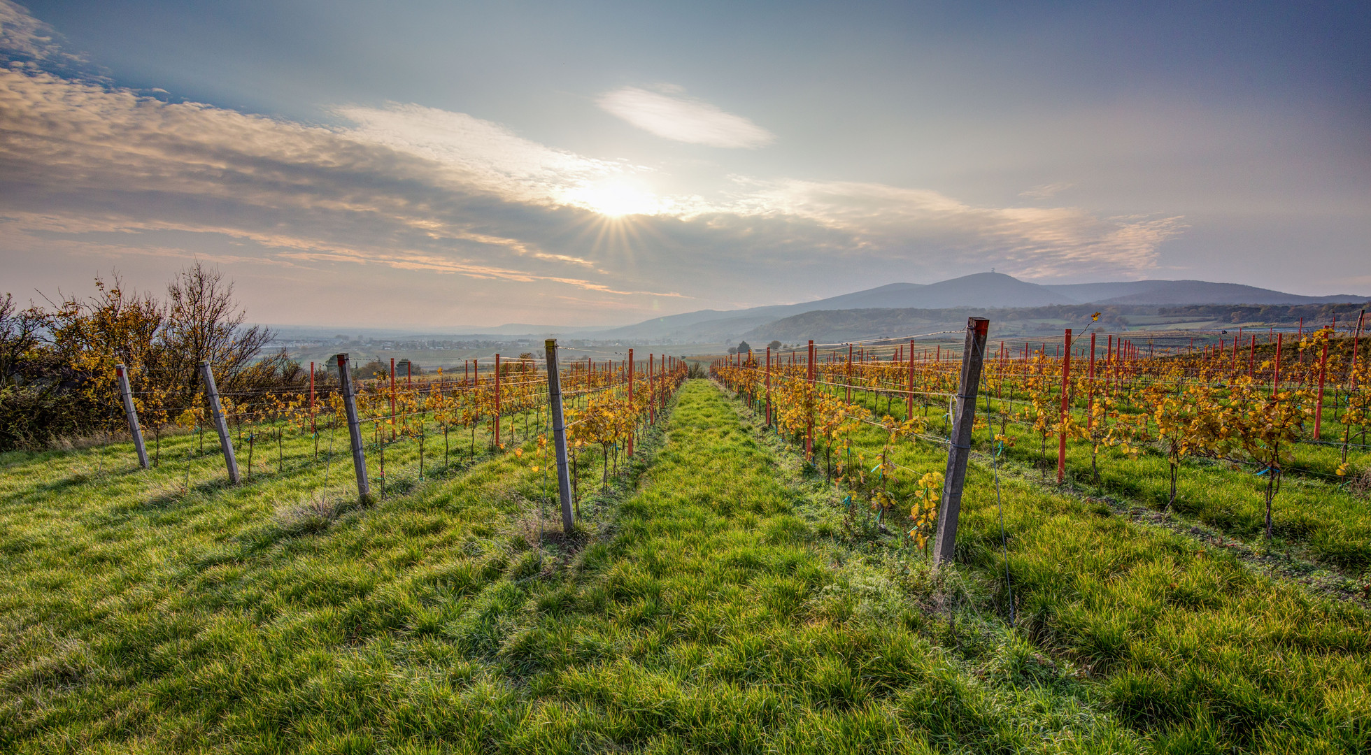 Weinberge