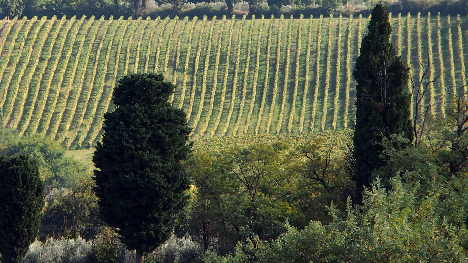 Weinberge