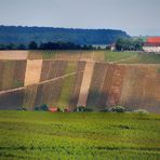 Weinberge