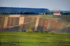 Weinberge