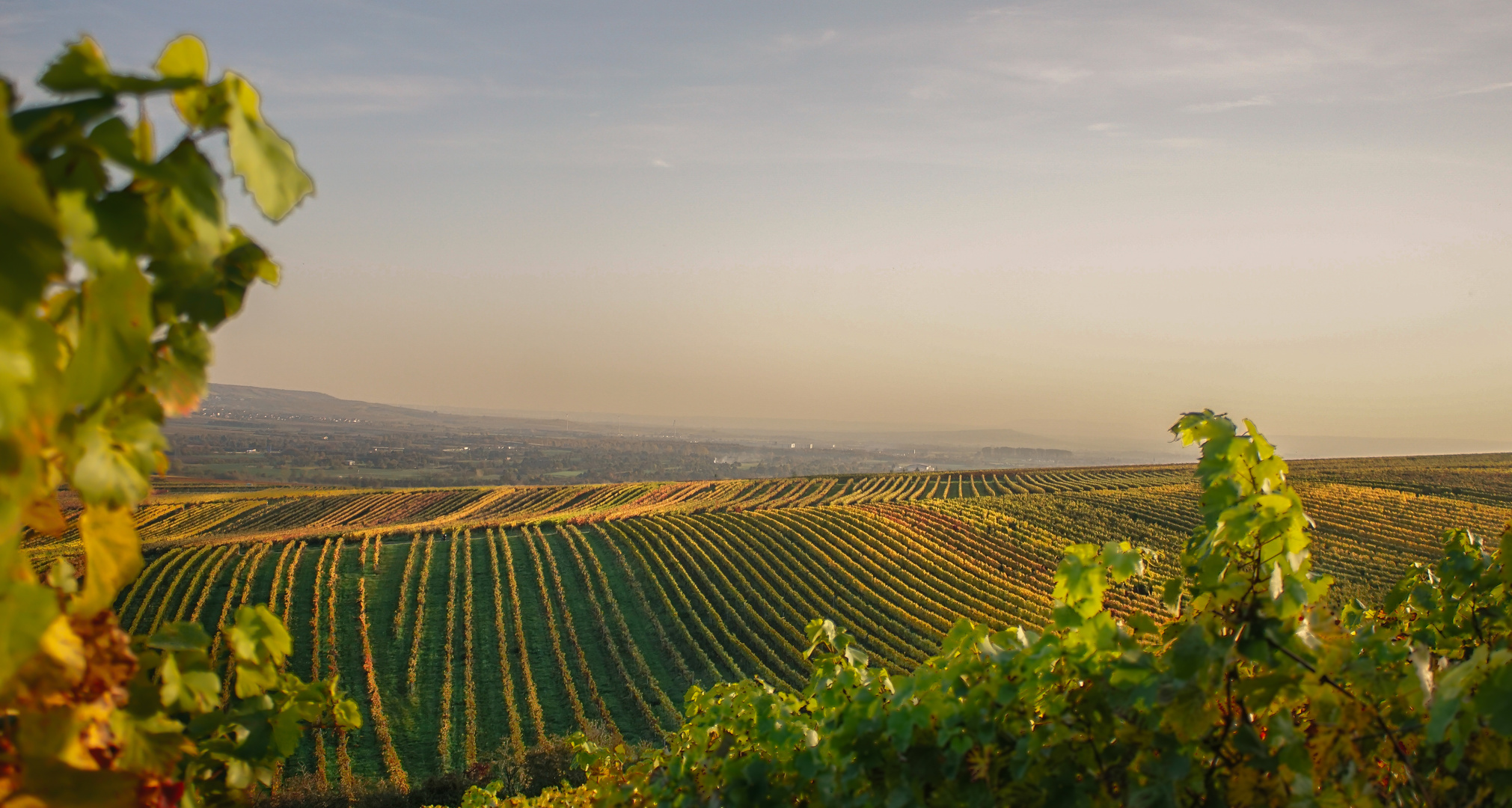 Weinberge