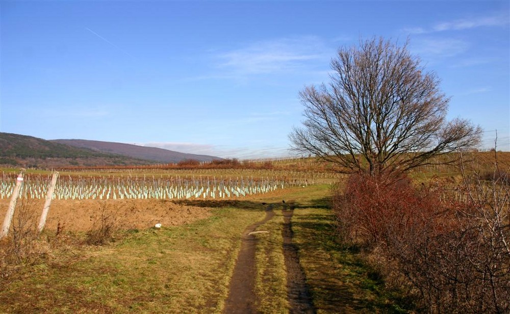 Weinberge