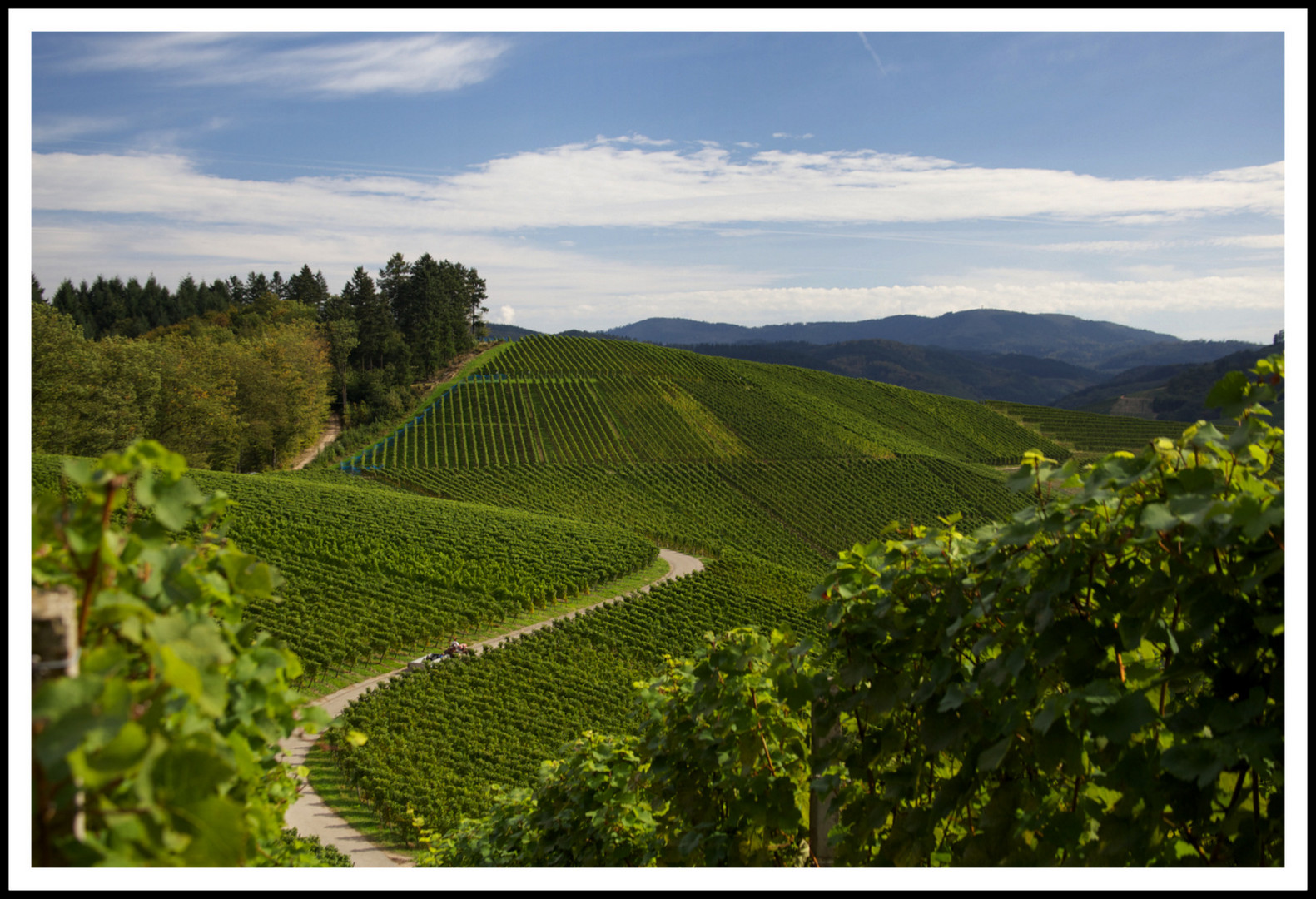 Weinberge