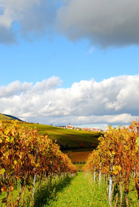 weinberge.