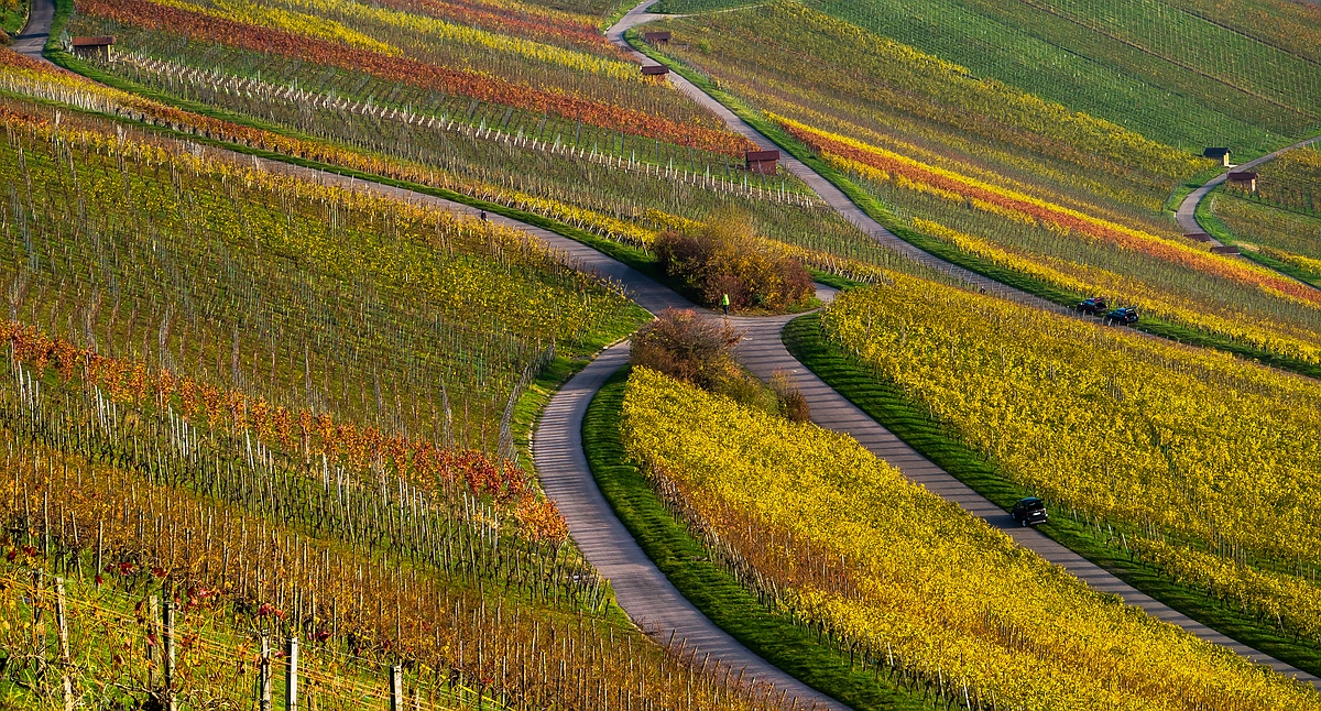 Weinberge der Heimat