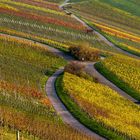 Weinberge der Heimat