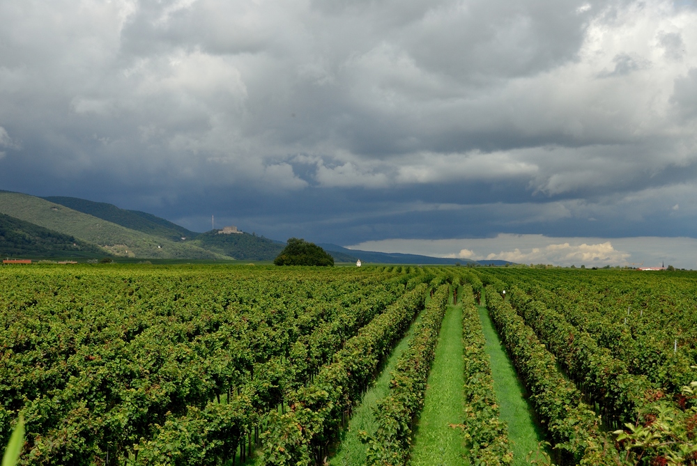 Weinberge der Pfalz