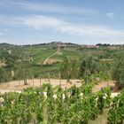 Weinberge der Toscana