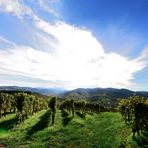 Weinberge Durbach, vineyards, viñedos de Durbach,  