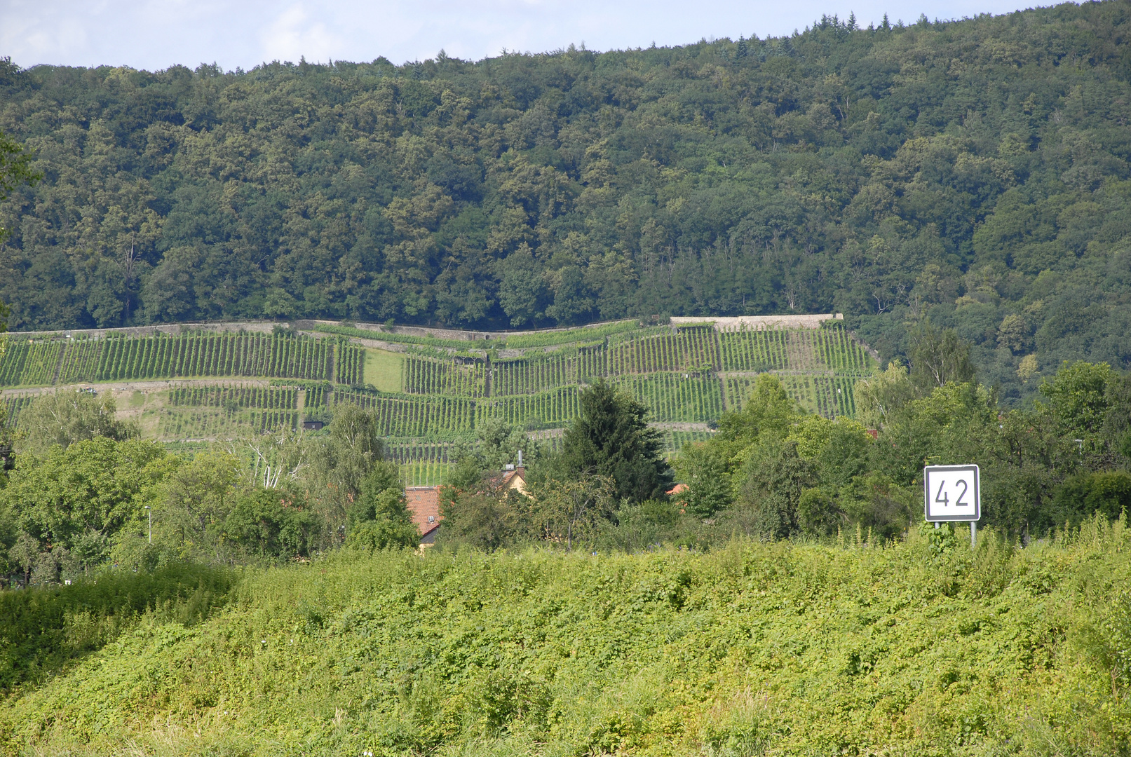 Weinberge '