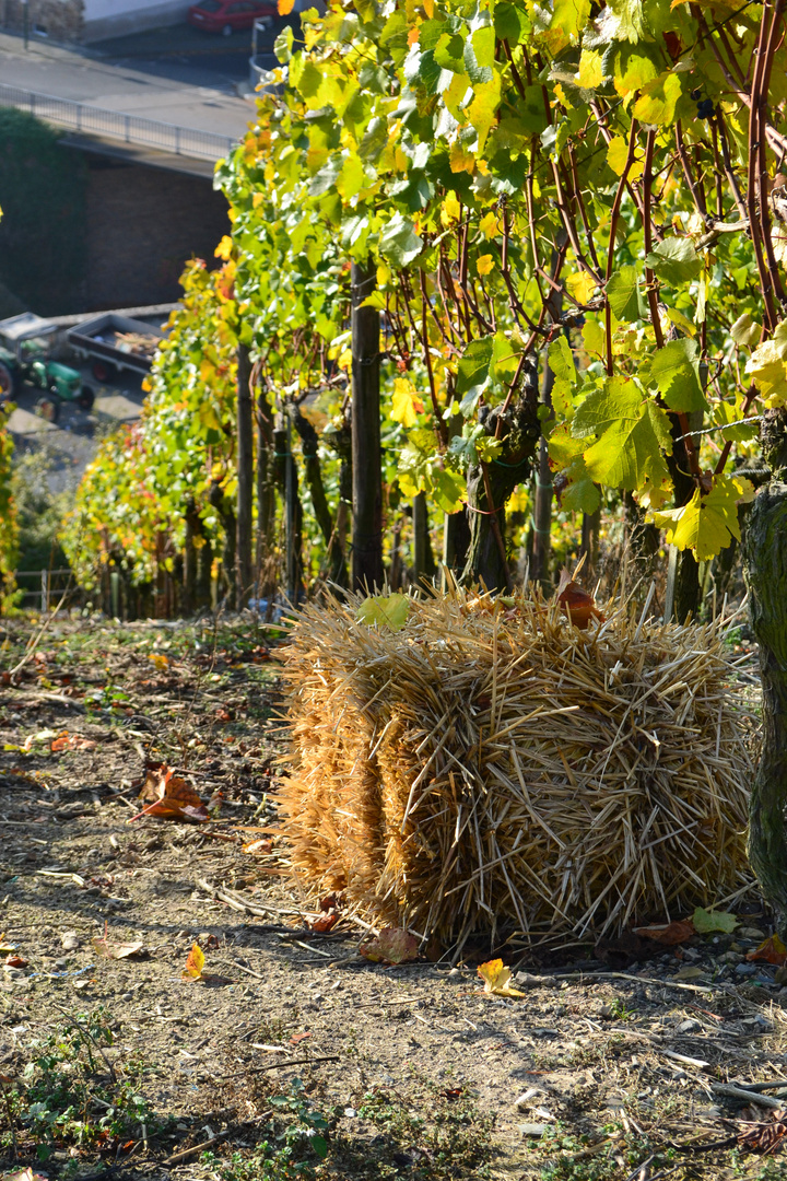 Weinberge