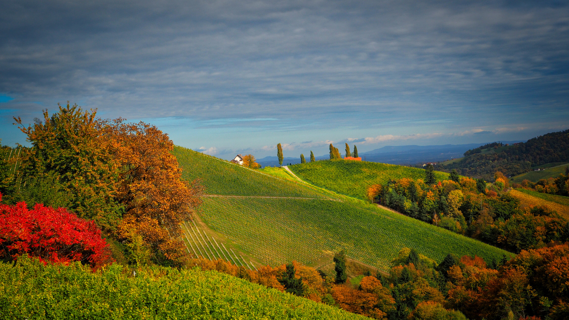 Weinberge