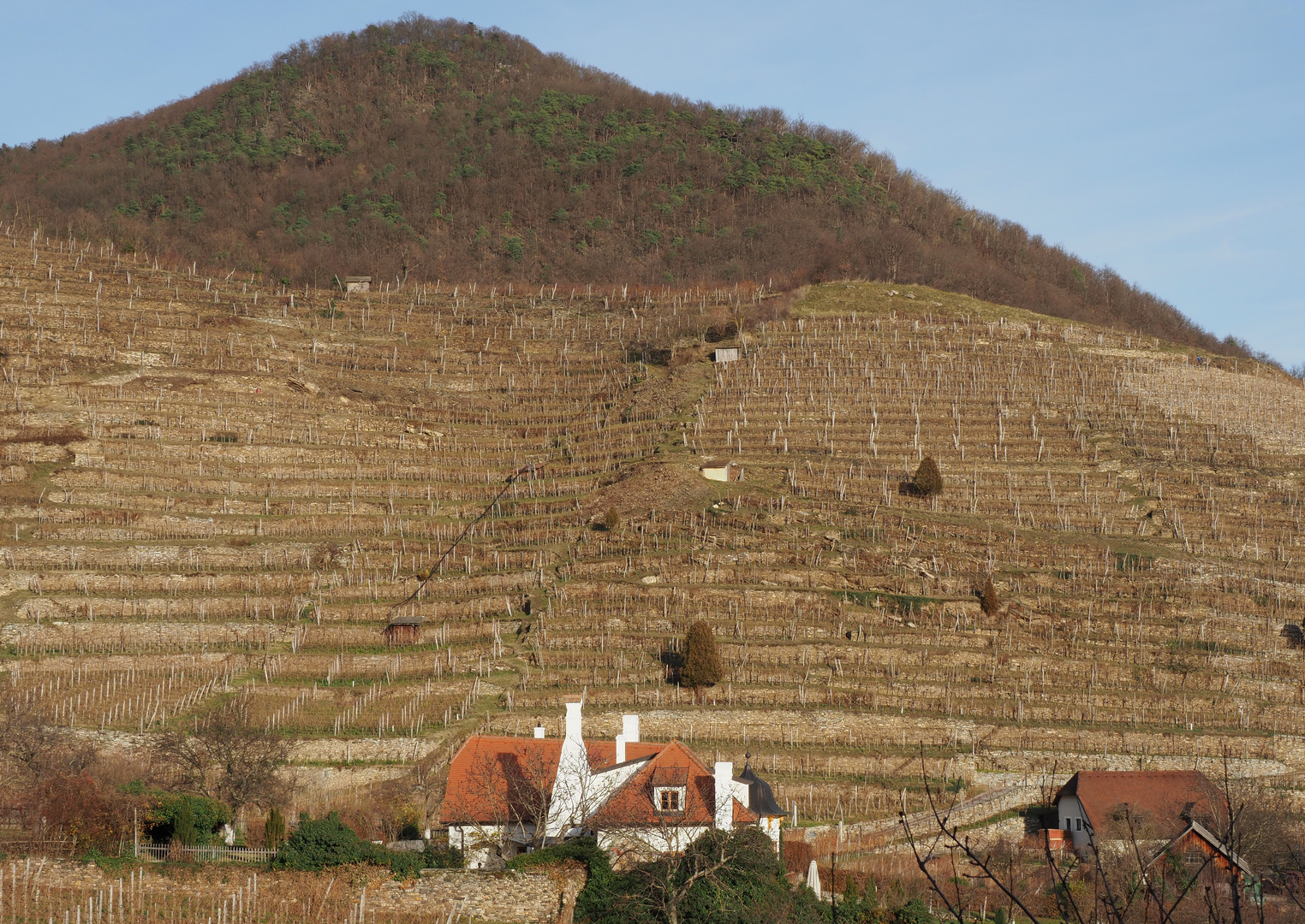 weinberge